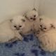 Ragdoll Cats for sale in NJ-17, Paramus, NJ 07652, USA. price: NA