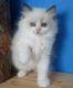 Ragdoll Cats for sale in Halifax, PA, USA. price: NA