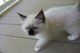 Ragdoll Cats for sale in Lake Wylie, SC 29710, USA. price: NA