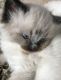 Ragdoll Cats for sale in Erie, PA, USA. price: NA