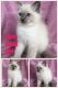 Ragdoll Cats for sale in Bath Springs, TN 38311, USA. price: NA