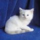 Ragdoll Cats for sale in CA-1, Mill Valley, CA 94941, USA. price: NA