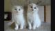Ragdoll Cats for sale in Indianapolis, IN, USA. price: NA