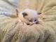 Ragdoll Cats for sale in Texas Ave, Houston, TX, USA. price: $210