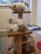 Ragdoll Cats for sale in Bath Springs, TN 38311, USA. price: NA