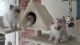 Ragdoll Cats for sale in Arlington, VA, USA. price: NA