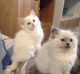 Ragdoll Cats for sale in Georgia Ave, Brooklyn, NY 11207, USA. price: NA