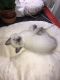 Ragdoll Cats for sale in Brooklyn, NY, USA. price: $400