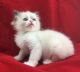 Ragdoll Cats for sale in Brooklyn, NY, USA. price: NA