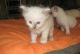 Ragdoll Cats for sale in Brooklyn, NY, USA. price: $400