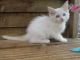 Ragdoll Cats for sale in Jacksonville, FL, USA. price: NA
