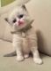 Ragdoll Cats for sale in Brooklyn, NY, USA. price: $450