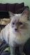 Ragdoll Cats for sale in San Antonio, TX 78228, USA. price: NA