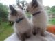 Ragdoll Cats for sale in Beverly Hills, CA 90210, USA. price: $500