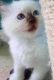 Ragdoll Cats for sale in Bedford, OH 44146, USA. price: $450
