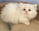 Ragdoll Cats for sale in Rochester Hills, MI, USA. price: $800