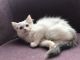Ragdoll Cats for sale in Burgettstown, PA 15021, USA. price: NA