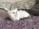 Ragdoll Cats for sale in Delaware Ave, Buffalo, NY, USA. price: NA