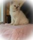 Ragdoll Cats for sale in Farmville, VA 23901, USA. price: NA