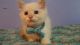 Ragdoll Cats for sale in California St, San Francisco, CA, USA. price: $500
