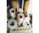 Ragdoll Cats for sale in Philadelphia, PA 19107, USA. price: $450