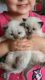 Ragdoll Cats for sale in Minneapolis, MN, USA. price: $500