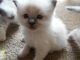 Ragdoll Cats for sale in Troutman, NC, USA. price: NA