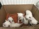 Ragdoll Cats for sale in Bedford, OH 44146, USA. price: NA