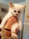 Ragdoll Cats for sale in Jeffersonville, IN, USA. price: NA