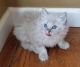 Ragdoll Cats for sale in San Francisco, CA, USA. price: NA