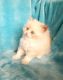 Ragdoll Cats for sale in Bronx, NY 10462, USA. price: NA