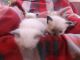 Ragdoll Cats for sale in Bronx, NY 10462, USA. price: NA