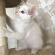 Ragdoll Cats for sale in Burgettstown, PA 15021, USA. price: NA