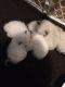 Ragdoll Cats for sale in Smithtown, NY, USA. price: NA