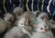 Ragdoll Cats for sale in Klockner Rd, Hamilton Township, NJ, USA. price: NA