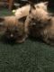 Ragdoll Cats for sale in Aurora, CO 80014, USA. price: NA