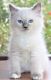 Ragdoll Cats for sale in Orlando, FL, USA. price: NA