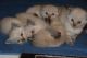 Ragdoll Cats for sale in Loogootee, IN 47553, USA. price: NA