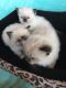 Ragdoll Cats for sale in Asheville, NC, USA. price: NA