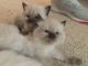 Ragdoll Cats for sale in Allentown, PA, USA. price: NA