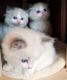 Ragdoll Cats for sale in 786 Florida Ave NW, Washington, DC 20001, USA. price: $400