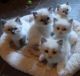 Ragdoll Cats for sale in Calhoun Rd, Houston, TX, USA. price: NA