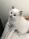 Ragdoll Cats for sale in Dublin, OH, USA. price: NA