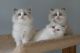 Ragdoll Cats for sale in Fremont, CA, USA. price: $350