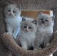 Ragdoll Cats for sale in Fort Worth, TX 76102, USA. price: NA