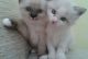 Ragdoll Cats for sale in 10006 4th Ave, Brooklyn, NY 11209, USA. price: NA