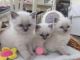 Ragdoll Cats for sale in Miami, FL 33132, USA. price: NA