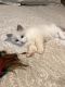 Ragdoll Cats for sale in Center Moriches, NY, USA. price: $1