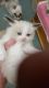 Ragdoll Cats for sale in Minneapolis, MN 55415, USA. price: $500