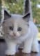 Ragdoll Cats for sale in Jacksonville, FL 32224, USA. price: NA